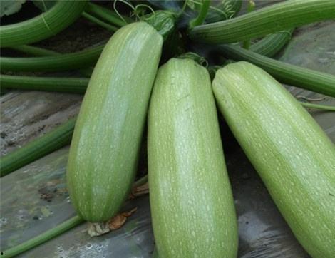 网瓜吃有什么好处